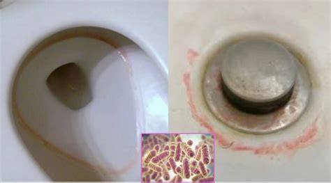 Pink and red bacterial ring forming in a toilet bowl, often mistaken for iron or hard-water staining