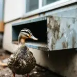 A mallard duck standing beside a grimy, dust-caked exterior air duct vent